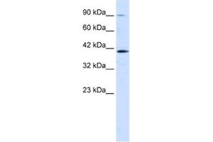 Western Blotting (WB) image for anti-Zinc Finger Protein 830 (ZNF830) antibody (ABIN2461290) (CCDC16 Antikörper)