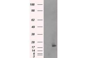 Image no. 6 for anti-NME/NM23 Nucleoside Diphosphate Kinase 4 (NME4) antibody (ABIN1499775) (NME4 Antikörper)