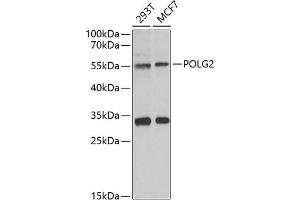 Western blot analysis of extracts of various cell lines, using POLG2 antibody (ABIN6132502, ABIN6145894, ABIN6145895 and ABIN6222405) at 1:1000 dilution. (POLG2 Antikörper  (AA 216-485))
