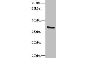 Western blot All lanes: TMOD4antibody at 4. (Tropomodulin 4 Antikörper  (AA 1-345))