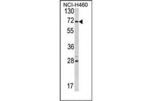 Image no. 1 for anti-Ubiquitin Specific Peptidase 21 (USP21) (AA 232-262), (Middle Region) antibody (ABIN357424) (USP21 Antikörper  (Middle Region))