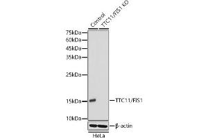 Western blot analysis of extracts from wild type (WT) and TTC11/FIS1 knockout (KO) HeLa cells, using TTC11/FIS1 antibody (ABIN7267209) at 1:1000 dilution. (Fission 1 Antikörper)