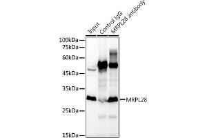 Immunoprecipitation analysis of 300 μg extracts of K-562 cells using 3 μg MRPL28 antibody (ABIN7268566). (MRPL28 Antikörper)