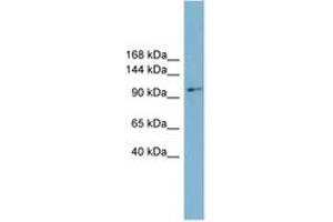 Image no. 1 for anti-Cyclin M2 (CNNM2) (AA 575-624) antibody (ABIN6743450) (Cyclin M2 Antikörper  (AA 575-624))