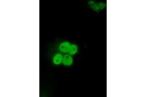 Immunofluorescence (IF) image for anti-Inhibitor of DNA Binding 3, Dominant Negative Helix-Loop-Helix Protein (ID3) antibody (ABIN1498783) (ID3 Antikörper)