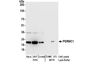 Western Blotting (WB) image for anti-Progesterone Receptor Membrane Component 1 (PGRMC1) (AA 145-195) antibody (ABIN7453911)