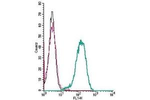 Cell surface detection of Human C3aR by indirect flow cytometry in live intact human THP-1 monocytic leukemia cells: (black line) Cells. (C3AR1 Antikörper  (Extracellular))