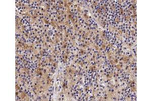 ABIN6277877 at 1/100 staining human Lymph node tissue sections by IHC-P. (STK4 Antikörper  (C-Term))