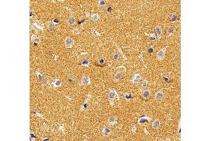 IHC analysis of CAPON/NOS1AP using anti-CAPON/NOS1AP antibody (ABIN7600833).