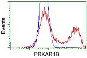 HEK293T cells transfected with either RC207809 overexpress plasmid (Red) or empty vector control plasmid (Blue) were immunostained by anti-PRKAR1B antibody (ABIN2454464), and then analyzed by flow cytometry. (PRKAR1B Antikörper)