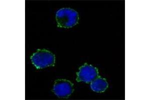 Immunofluorescence analysis of K562 cells using anti-CD247 antibody (green). (CD247 Antikörper)