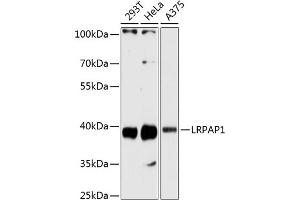 Western Blotting (WB) image for anti-Low Density Lipoprotein Receptor-Related Protein Associated Protein 1 (LRPAP1) (AA 35-357) antibody (ABIN6143339)