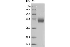 CD8a Molecule (CD8A) (AA 28-196) protein (His-Avi Tag)