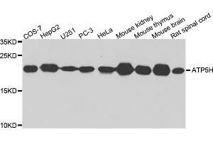 Western blot analysis of extract of various cells, using ATP5H antibody. (ATP5H Antikörper)