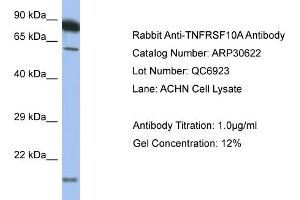 WB Suggested Anti-TNFRSF10A Antibody   Titration: 1. (TNFRSF10A Antikörper  (C-Term))