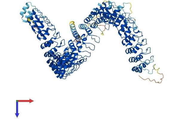 ANKRD44 Protein (AA 1-993) (His tag)