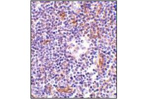 Immunohistochemistry of KappaB ras in human lymph node tissue with this product at 1 μg/ml. (NKIRAS1 Antikörper  (Center))