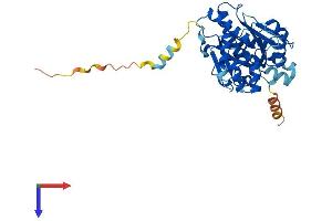 NT5C1A Protein (AA 1-365) (His tag)
