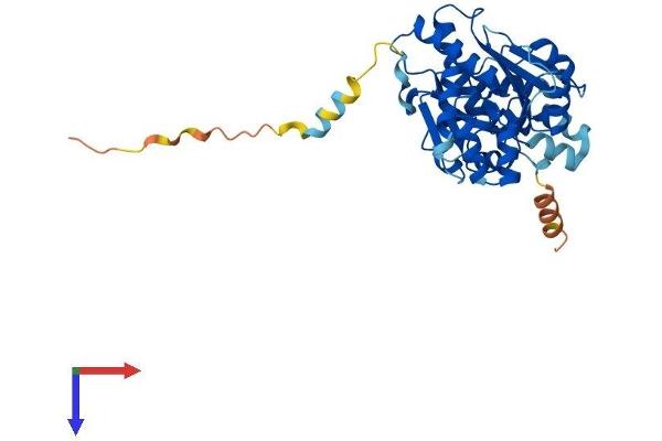NT5C1A Protein (AA 1-365) (His tag)