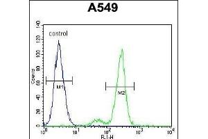 C Antibody (N-term) (ABIN654934 and ABIN2844577) flow cytometric analysis of A549 cells (right histogram) compared to a negative control cell (left histogram).