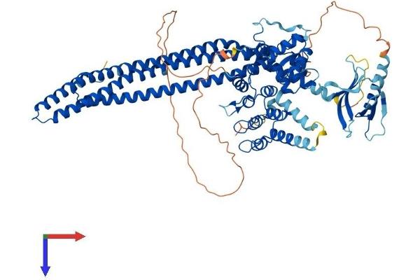 Centaurin beta 2 Protein (AA 1-778) (His tag)