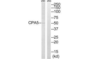 Western Blotting (WB) image for anti-Carboxypeptidase A5 (CPA5) (Internal Region) antibody (ABIN1851020) (CPA5 Antikörper  (Internal Region))