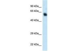Image no. 1 for anti-Calcium/calmodulin-Dependent Protein Kinase Kinase 1, alpha (CAMKK1) (C-Term) antibody (ABIN6747441) (CAMKK1 Antikörper  (C-Term))