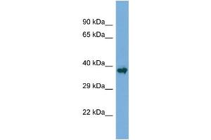 Host:  Rabbit  Target Name:  Runx1  Sample Type:  Mouse Skeletal Muscle lysates  Antibody Dilution:  1. (RUNX1 Antikörper  (N-Term))