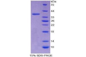 SDS-PAGE (SDS) image for Transition Protein 1 (During Histone To Protamine Replacement) (TNP1) (AA 3-53) protein (His tag,GST tag) (ABIN2123711)