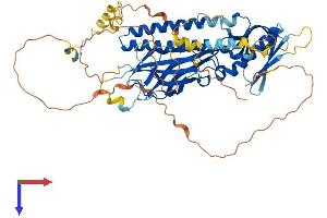 Rhotekin Protein (RTKN) (AA 1-563) (His tag)