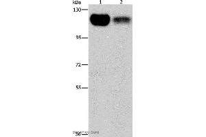 Western blot analysis of 293T and NIH/3T3 cell, using PRKD1 Polyclonal Antibody at dilution of 1:550 (PKC mu Antikörper)