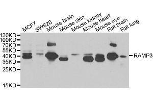 Western blot analysis of extracts of various cell lines, using RAMP3 antibody. (RAMP3 Antikörper)