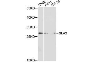 Western blot analysis of extracts of various cell lines, using SLA2 antibody. (SLAP2 Antikörper)