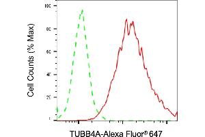 Flow cytometric analysis of TUBB4A expression in HAP-1 cells using TUBB4A antibody (ABIN7800659), 1:2,000). (TUBB4 Antikörper)