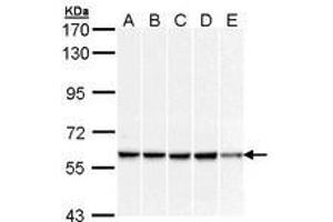 Image no. 2 for anti-DnaJ (Hsp40) Homolog, Subfamily C, Member 3 (DNAJC3) (AA 270-462) antibody (ABIN467547) (DNAJC3 Antikörper  (AA 270-462))