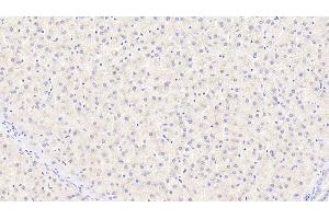 Detection of CYPB in Human Liver Tissue using Monoclonal Antibody to Cyclophilin B (CYPB) (PPIB Antikörper  (AA 47-216))