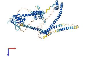 ENOX2 Protein (AA 1-610) (His tag)