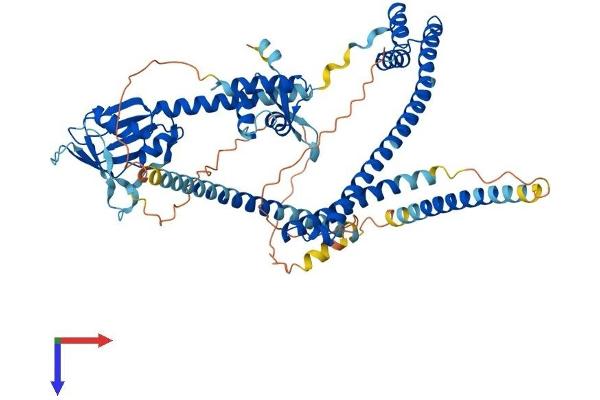 ENOX2 Protein (AA 1-610) (His tag)