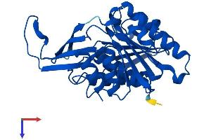 Ketohexokinase Protein (KHK) (AA 1-298) (His tag)