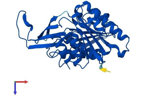 Ketohexokinase Protein (KHK) (AA 1-298) (His tag)
