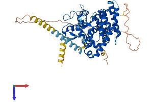 RORB Protein (AA 1-470) (His tag)