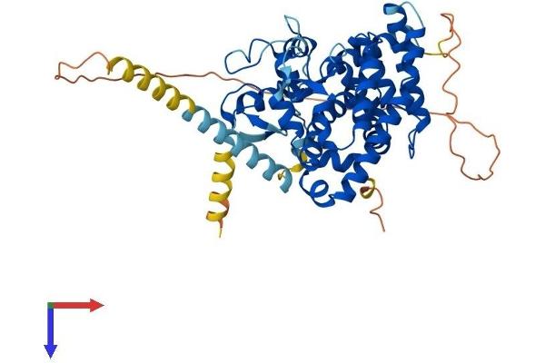 RORB Protein (AA 1-470) (His tag)