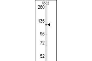 Western blot analysis of anti-LATS1 Antibody (N-term) (ABIN391033 and ABIN2841200) in K562 cell line lysates (35 μg/lane). (LATS1 Antikörper  (N-Term))