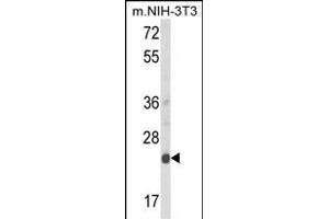 Western blot analysis of DERL1 Antibody (C-term) (ABIN652693 and ABIN2842462) in mouse NIH-3T3 cell line lysates (35 μg/lane).