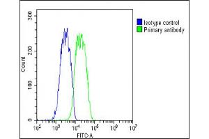 Overlay histogram showing HepG2 cells stained with (green line). (PABPC3 Antikörper  (AA 84-117))