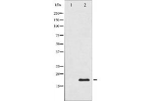 Western blot analysis of Histone H3. (Histone H3.1 Antikörper)