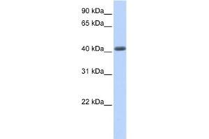 WB Suggested Anti-LRRC2 Antibody Titration:  0. (LRRC2 Antikörper  (N-Term))