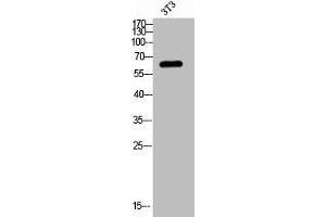 Western blot analysis of 3T3 lysis using Phospho-Fyn (Y530) antibody.