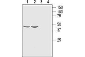 Western blot analysis of rat (lanes 1 and 3) and mouse (lanes 2 and 4) brain lysates:1,2. (GDNF Family Receptor alpha 1 (GFRA1) Peptid)