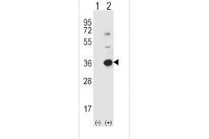 Western Blotting (WB) image for anti-Caspase 3 (CASP3) (AA 60-90) antibody (ABIN391813)